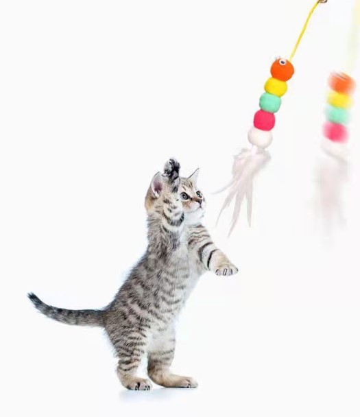 Elastik Yapışkanlı Kedi Oyun Oltası 4