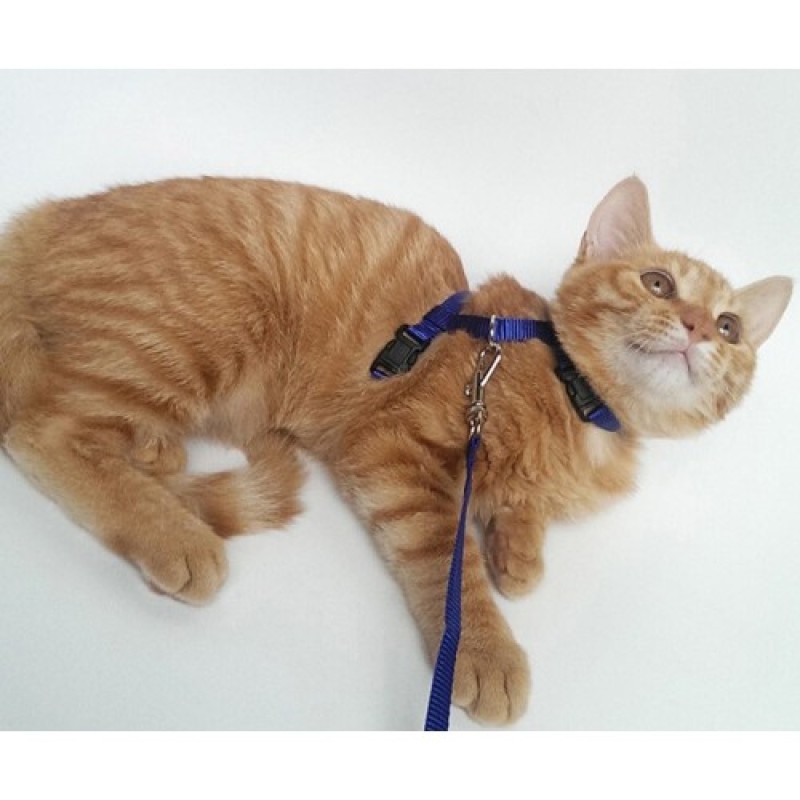 Kedi Göğüs Tasması ve Gezdirme İpi Seti – Kedi Gezdirme Tasması 3